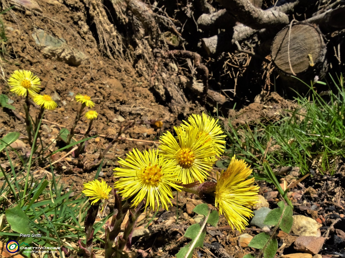 16 Tussillago farfara (Tossillaggine comune).JPG